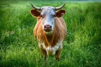 Данные о племенных животных предложили собрать в единой базе