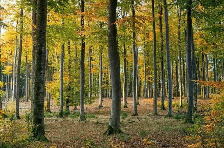 Что разрешено строить в лесу