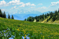 Земельные аукционы хотят проводить онлайн