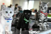 Российских кошек и собак Запад объявил животными «нон грата»