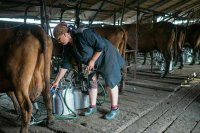 Обязательную маркировку молока для фермеров отложили на год