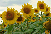 Счетная палата: Механизм господдержки АПК требует доработки