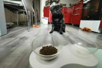 Колчанова: Импортный корм для животных может подорожать на 20-25%