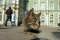 В Союзе предприятий зообизнеса уверены, что в РФ не будет дефицита корма для животных