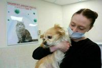 Ветклиники Петербурга пожаловались на дефицит препаратов для анестезии