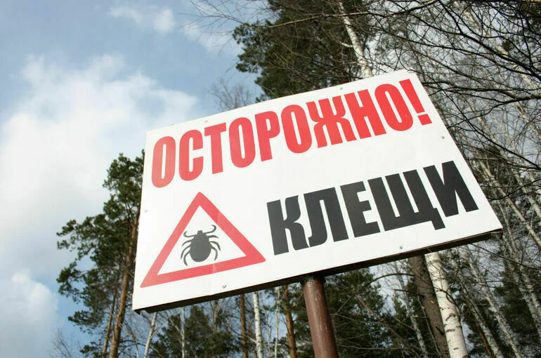 Как уберечься от укусов клещей