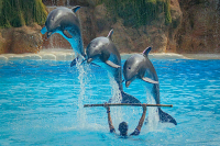 Дельфинов и китов запретят вылавливать для шоу