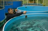 Зарубежные комбикорма для выращивания рыбы могут полностью заменить отечественными
