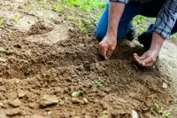 Отечественные семена предложили закупать по госзаказу