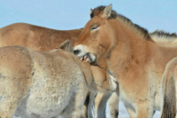 Минприроды разработало план по спасению лошади Пржевальского