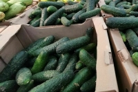 Плотников: На оптовых продовольственных рынках должны учитываться интересы больших и малых производителей