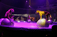 Запашный предлагает разрешить оплату билетов в цирк «Пушкинской картой»