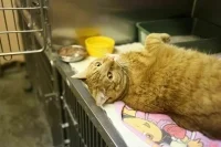 Законопроект о лечении кошек и собак лекарствами для людей прошел первое чтение