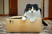 В кабмине разработают механизмы сдерживания цен на упаковку