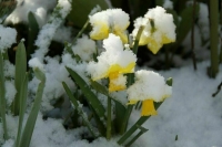 Синоптики не исключают снега в Центральной России в конце апреля