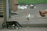 Россиянам хотят разрешить содержание кур в садовых товариществах