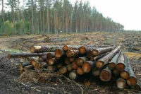 В Хабаровском крае предложили упростить расторжение договоров на аренду лесных участков