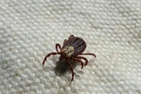 Технолог-дезинфектор назвал пять правил защиты от клещей