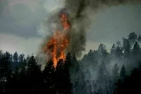 МЧС: Природными пожарами в России повреждено 30 жилых домов