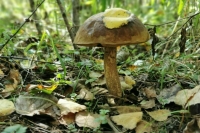 Занятые мелиоративными лесами земли предложили предоставлять в аренду без торгов