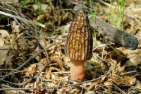 Петербургским грибникам рассказали, где искать сморчки