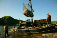 Для вылова рыбы разрешения хотят выдавать онлайн