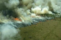 Штрафы нарушителям пожарной безопасности в лесах повысят в 10-15 раз