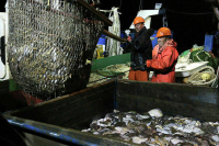 Срок инвестпроектов по строительству рыболовных судов продлили