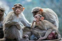 ВОЗ: Случаи заболевания оспой обезьян выявлены в 11 странах