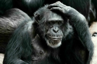 Эпидемиолог объяснил, защитит ли советская прививка от оспы обезьян