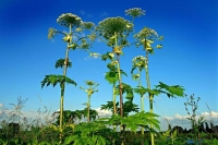 Эксперт рассказала, когда нужно уничтожать борщевик на дачном участке