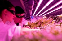 Госрегулирование генной инженерии хотят усовершенствовать