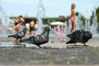 Синоптик: Теплое лето компенсирует холодную весну 