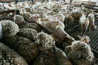 Сколько овечек должно быть у кавказской семьи 