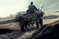 Полякам разрешат собирать хворост в лесах на фоне роста цен на энергию