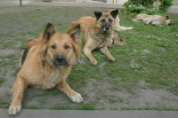 В Общественной палате поддержали предложение о штрафах за выброшенных питомцев