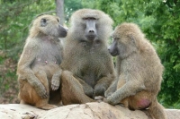 В Грузии подтвержден первый случай заражения оспой обезьян