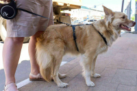 В Подмосковье рассмотрят законопроект об обязательной регистрации питомцев