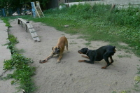 Правительству могут рекомендовать прописать в законе порядок маркировки животных 