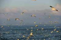 Для новых компаний на Курилах понизят страховые взносы