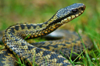 Врач рассказал, что делать после укуса гадюки