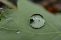 На юге России нашли новый штамм конго-крымской геморрагической лихорадки