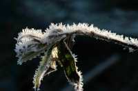 Вильфанд рассказал, где ожидаются заморозки