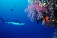 В Египте скончалась вторая пострадавшая от нападения акулы