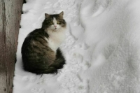 Ямальские депутаты предложили ввести обязательный учет домашних животных