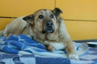 В России предложили расширить список оснований для усыпления животных в приютах