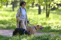 Регионам хотят разрешить определение своих правил выгула собак