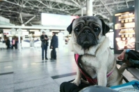 Минтранс попросили рассмотреть идею о повышении нормы провоза животных в самолете