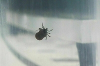 Более 351 тысячи россиян обратилось к врачам из-за укусов клещей