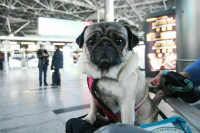 Минтранс не намерен менять требования к перевозке животных в салоне самолета